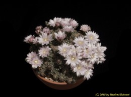 Gymnocalycium bruchii 1280